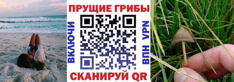 Псилоцибиновые грибы Cubensis  Купить закладки  Алдан 